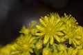 Aeonium Arboreum - Var Atropurpureum Fa. Nigru