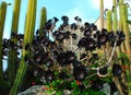 Aeonium arboreum `Zwartkop`