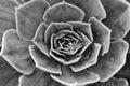 Aeonium Background