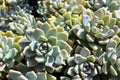Aeonium background Royalty Free Stock Photo