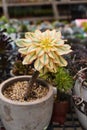 Aeonium davidbramwellii \'Sunburst\' flower succulent in pot