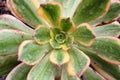 Aeonium decorum Succulent Royalty Free Stock Photo