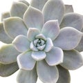 Aeonium diplocyclum plant, isolated Royalty Free Stock Photo