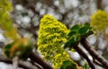 Aeonium flowers, Canary islands Royalty Free Stock Photo