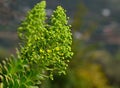 Aeonium flowers Royalty Free Stock Photo