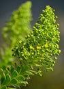 Aeonium flowers Royalty Free Stock Photo