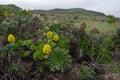 Aeonium with flowers. Royalty Free Stock Photo