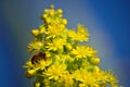 Aeonium flowers and small bee Royalty Free Stock Photo