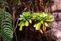 Aeonium glandulosum succulent, endemic to Madeira islands, Portugal