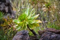 I found this Aeonium gomerense during a walk on Tenerife Royalty Free Stock Photo