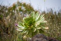 I found this Aeonium gomerense during a walk on La Gomera Royalty Free Stock Photo