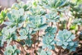 Aeonium gomerense, Endangered Royalty Free Stock Photo