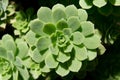 Aeonium gomerense Royalty Free Stock Photo