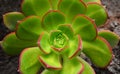 Aeonium haworthii is an endemic succulent growing on Tenerife, Canary Islands,Spain close up. Royalty Free Stock Photo