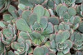 Aeonium Haworthii plant in grey green and red spiky tip with raindrops