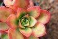 Aeonium haworthii varigalum succulent in pot