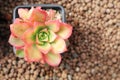 Aeonium haworthii varigalum succulent in pot