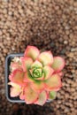 Aeonium haworthii varigalum succulent in pot