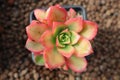 Aeonium haworthii varigalum succulent in pot