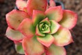 Aeonium haworthii varigalum succulent