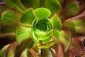 Aeonium hierrense