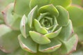 Aeonium percarneum background Royalty Free Stock Photo