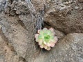 Aeonium plant growing in a cleft in the rock