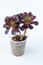 Aeonium Schwarzkopf plant succulent in pot. Little flower on white background.