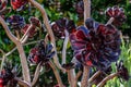 Aeonium schwarzkopf, stems and beautiful purple, almost black petals close-up. Botany and gardening concept