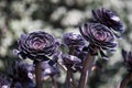 Aeonium succulent background Royalty Free Stock Photo