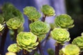 Aeonium succulent background Royalty Free Stock Photo