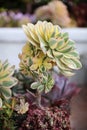 Aeonium Succulent