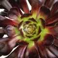 Aeonium succulent closeup Royalty Free Stock Photo