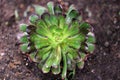 Aeonium succulent Royalty Free Stock Photo