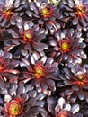 Aeonium Succulent Royalty Free Stock Photo