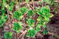 Aeonium succulent subtropical plant