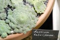 Aeonium tabuliforme, the flat-topped aeonium or saucer plant, is a species of succulent plant in the family Crassulaceae, native Royalty Free Stock Photo