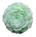 Aeonium tabuliforme - illustration of succulent rosette Royalty Free Stock Photo
