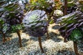 Aeonium, tree houseleek Royalty Free Stock Photo