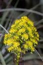 Aeonium undulatum flowers Royalty Free Stock Photo