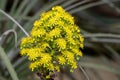 Aeonium undulatum flowers Royalty Free Stock Photo