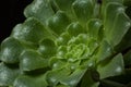 Aeonium undulatum Succulent. Close-up of green succulent plant with drops of water on the leaves. Horizontally framed Royalty Free Stock Photo