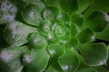 Aeonium undulatum Succulent. Close-up of green succulent plant. Horizontally framed shot. Royalty Free Stock Photo