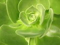 Aeonium virgineum Webb - succulent