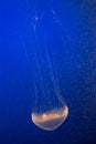 Aequorea victoria - Crystal Jellyfish Royalty Free Stock Photo