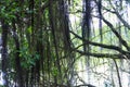 Aerating root - species of trees from mangrove forest