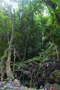 Aerating root - species of trees from mangrove forest