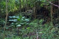 Aerating root - species of trees from mangrove forest