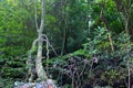 Aerating root - species of trees from mangrove forest