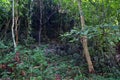 Aerating root - species of trees from mangrove forest